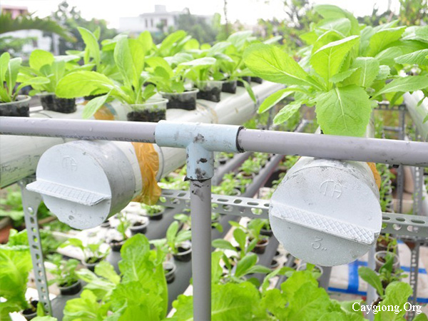 Mô hình trồng rau ăn lá bằng phương pháp thủy canh hồi lưu